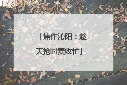 焦作沁阳：趁天抢时麦收忙