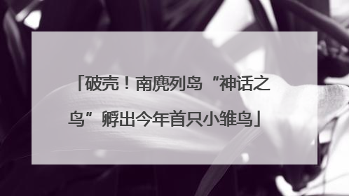 破壳！南麂列岛“神话之鸟”孵出今年首只小雏鸟