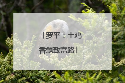 罗平：土鸡香飘致富路