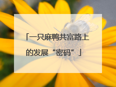 一只麻鸭共富路上的发展“密码”