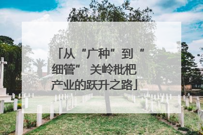 从“广种”到“细管” 关岭枇杷产业的跃升之路