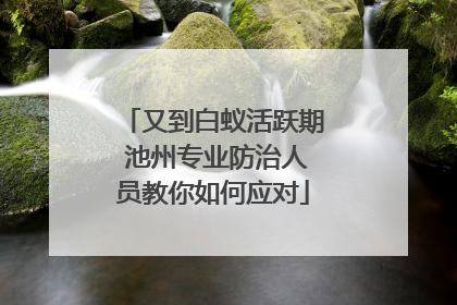 又到白蚁活跃期 池州专业防治人员教你如何应对