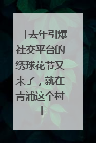 去年引爆社交平台的绣球花节又来了，就在青浦这个村