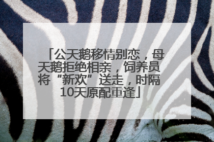 公天鹅移情别恋，母天鹅拒绝相亲，饲养员将“新欢”送走，时隔10天原配重逢