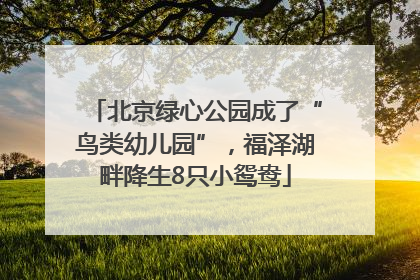 北京绿心公园成了“鸟类幼儿园”，福泽湖畔降生8只小鸳鸯