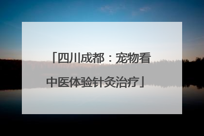 四川成都：宠物看中医体验针灸治疗