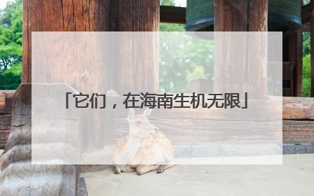 它们，在海南生机无限