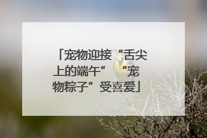 宠物迎接“舌尖上的端午” “宠物粽子”受喜爱
