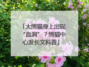 大熊猫身上出现“血洞”？熊猫中心发长文科普