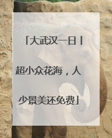 大武汉一日丨超小众花海，人少景美还免费