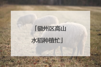 徽州区高山水稻种植忙