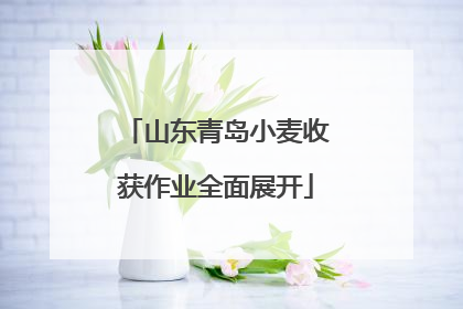 山东青岛小麦收获作业全面展开