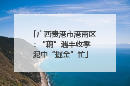 广西贵港市港南区：“藕”遇丰收季 泥中“掘金”忙