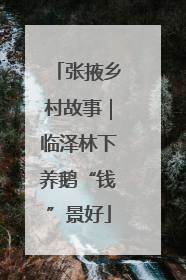 张掖乡村故事｜临泽林下养鹅“钱”景好