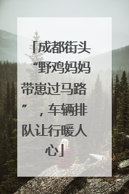 成都街头“野鸡妈妈带崽过马路”，车辆排队让行暖人心