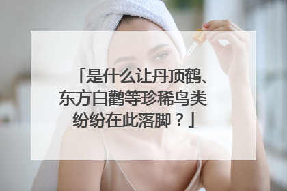 是什么让丹顶鹤、东方白鹳等珍稀鸟类纷纷在此落脚？