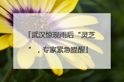武汉惊现雨后“灵芝”，专家紧急提醒
