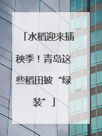 水稻迎来插秧季！青岛这些稻田披“绿装”