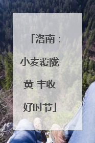 洛南：小麦覆陇黄 丰收好时节