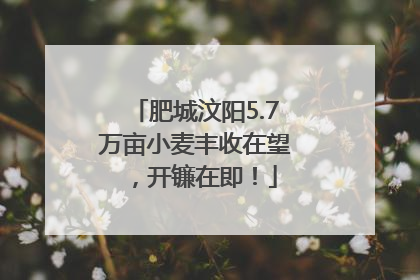 肥城汶阳5.7万亩小麦丰收在望，开镰在即！