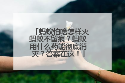 蚂蚁怕啥怎样灭蚂蚁不留痕？蚂蚁用什么药能彻底消灭？答案在这！