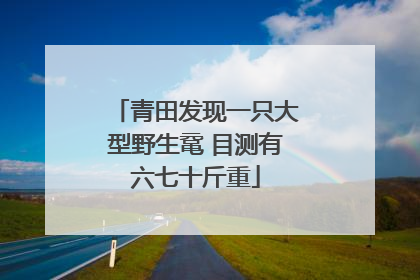 青田发现一只大型野生鼋 目测有六七十斤重